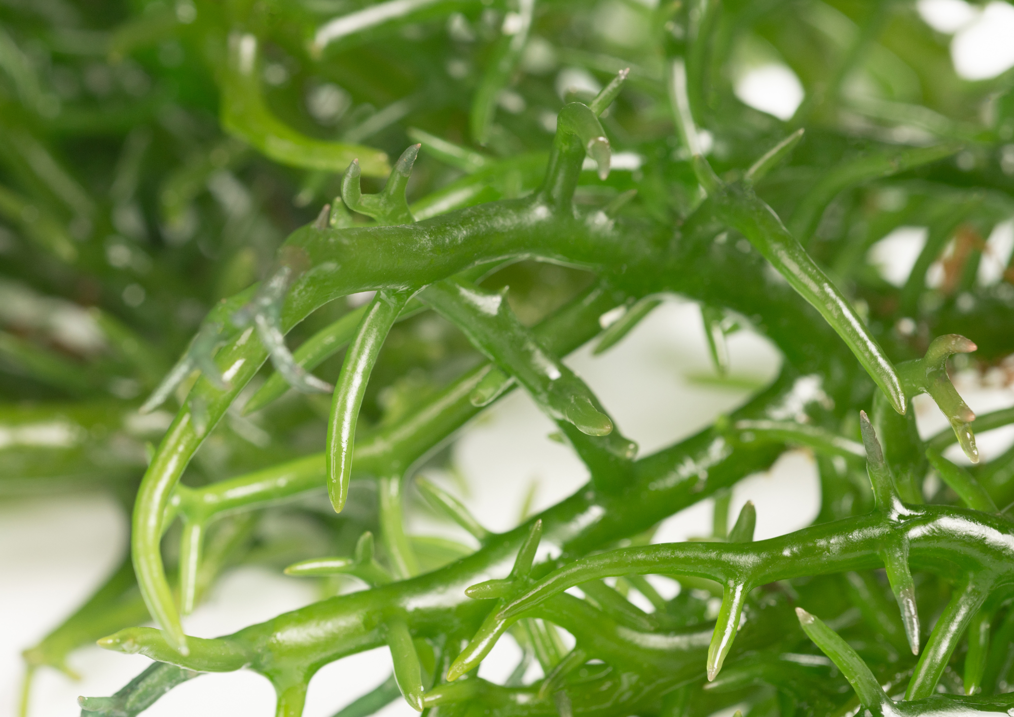 productos_quimicos_carragenato_industria_tecnologia_alimentaria_seguridad_alimentaria_aditivos_diseño_alimentos_grupo_eurotem_eurotemgroup_group_eurotem